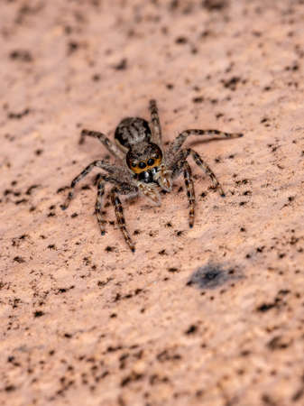 Gray Wall Jumping Spider of the species Menemerus bivittatusの写真素材