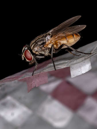 House Fly of the species Musca domesticaの写真素材