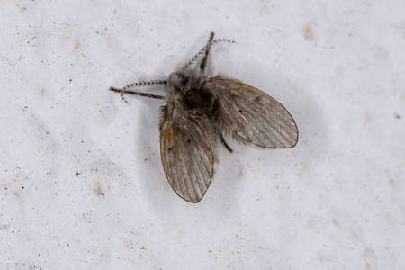Bathroom Moth Midge of the species Clogmia albipunctata