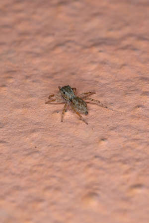Gray Wall Jumping Spider of the species Menemerus bivittatus