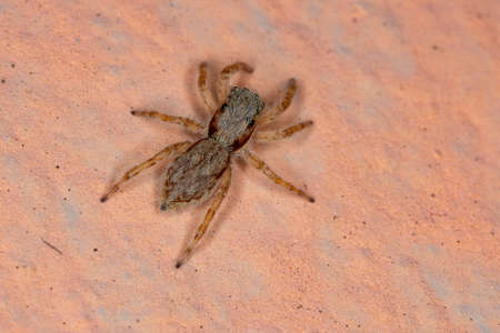Gray Wall Jumping Spider of the species Menemerus bivittatusの写真素材