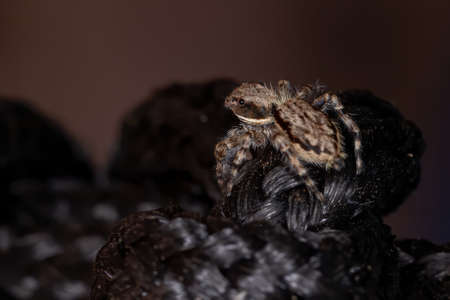 Gray Wall Jumping Spider of the species Menemerus bivittatusの写真素材