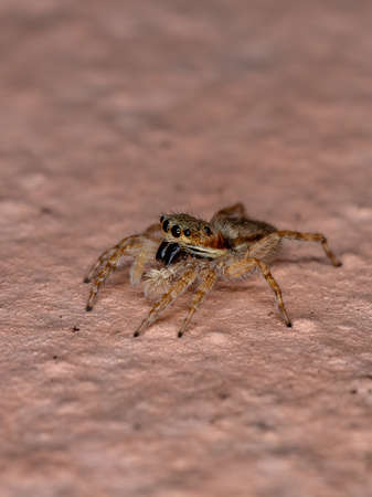 Gray Wall Jumping Spider of the species Menemerus bivittatusの写真素材