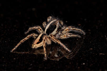 Jumping Spider of the species Plexippus paykulliの写真素材