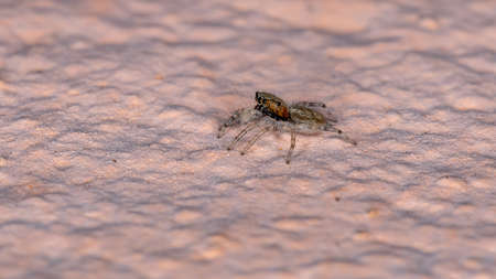 Gray Wall Jumping Spider of the species Menemerus bivittatusの写真素材