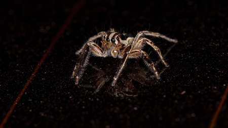Jumping Spider of the species Plexippus paykulliの写真素材