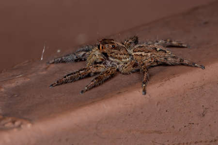 Jumping Spider of the species Plexippus paykulliの写真素材