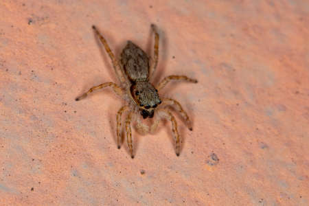 Gray Wall Jumping Spider of the species Menemerus bivittatusの写真素材