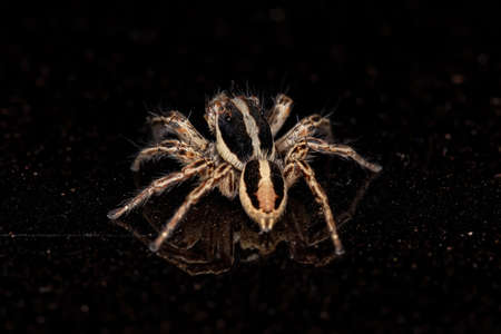 Jumping Spider of the species Plexippus paykulliの写真素材