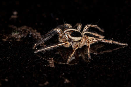 Jumping Spider of the species Plexippus paykulliの写真素材