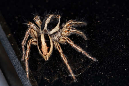 Jumping Spider of the species Plexippus paykulliの写真素材