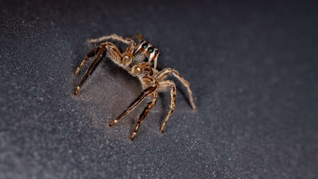 Jumping Spider of the species Plexippus paykulliの写真素材