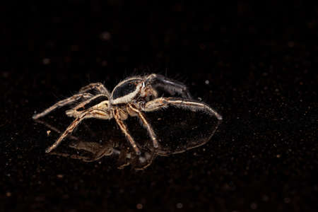 Jumping Spider of the species Plexippus paykulliの写真素材