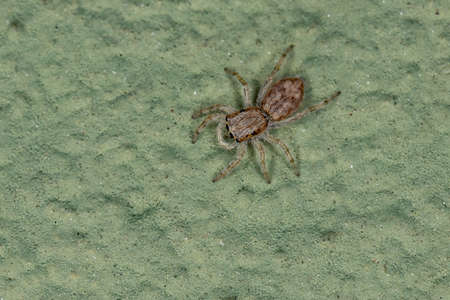 Gray Wall Jumping Spider of the species Menemerus bivittatusの写真素材