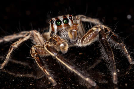 Jumping Spider of the species Plexippus paykulliの写真素材