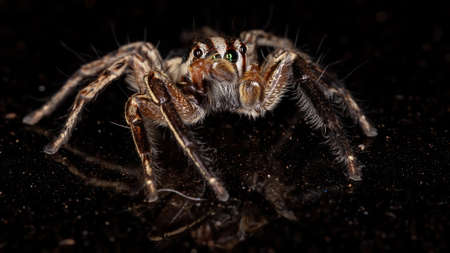 Jumping Spider of the species Plexippus paykulliの写真素材