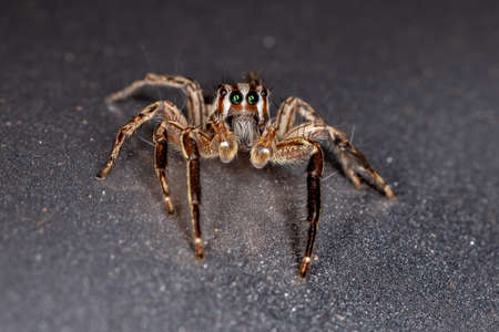 Jumping Spider of the species Plexippus paykulliの写真素材