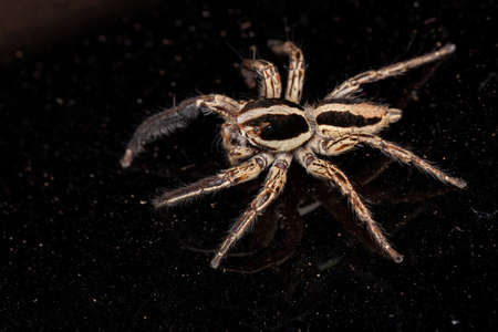 Jumping Spider of the species Plexippus paykulliの写真素材