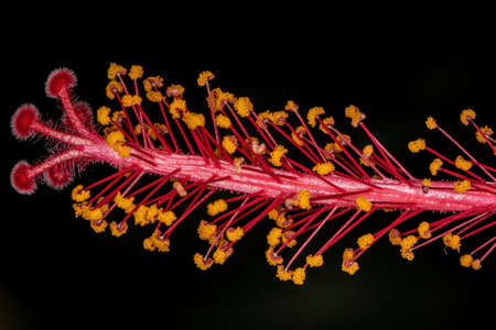 Red Hibiscuses Flower of the Genus Hibiscusの写真素材
