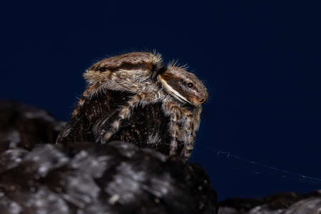 Gray Wall Jumping Spider of the species Menemerus bivittatusの写真素材
