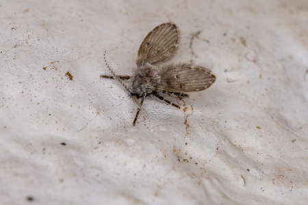 Bathroom Moth Midge of the species Clogmia albipunctataの写真素材
