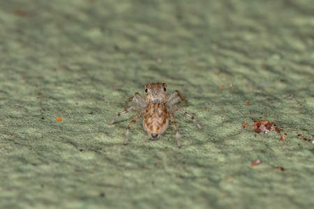 Gray Wall Jumping Spider of the species Menemerus bivittatusの写真素材