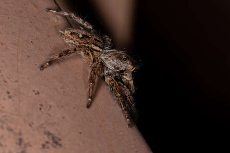 Jumping Spider of the species Plexippus paykulliの写真素材
