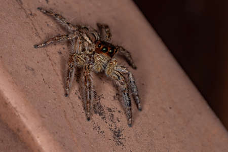 Jumping Spider of the species Plexippus paykulliの写真素材