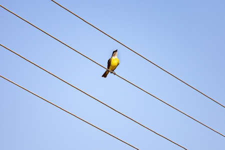 Great Kiskadee of the species Pitangus sulphuratusの写真素材