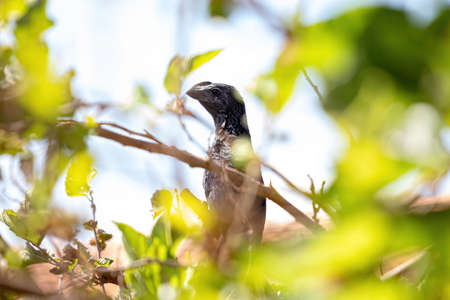 Smooth-billed Ani of the species Crotophaga aniの写真素材