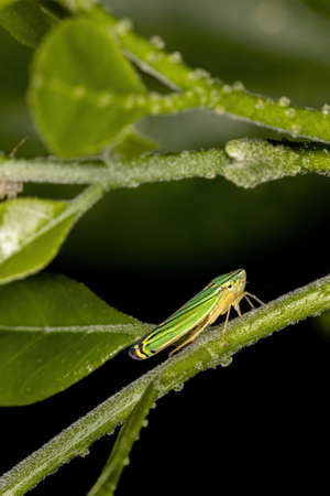 Green Sharpshooter of the Tribe Cicadelliniの写真素材