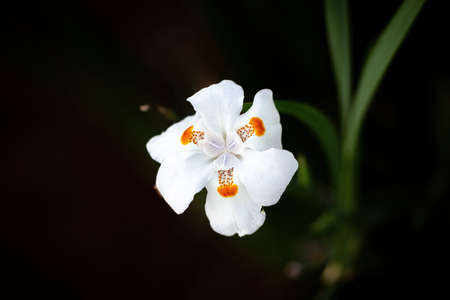 Fortnight Lily of the Genus Dietesの写真素材