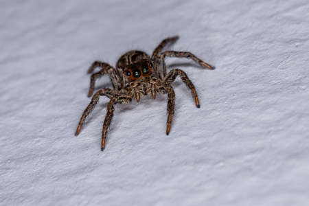 Jumping Spider of the species Plexippus paykulliの写真素材
