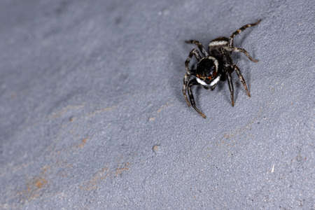 Adanson's House Jumping Spider of the species Hasarius adansoniの写真素材