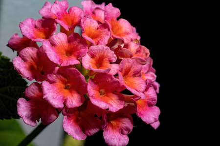 Flower of Common Lantana of the species Lantana camara with selective focusの写真素材