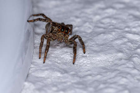 Jumping Spider of the species Plexippus paykulliの写真素材