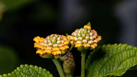 Flower of Common Lantana of the species Lantana camara with selective focusの写真素材