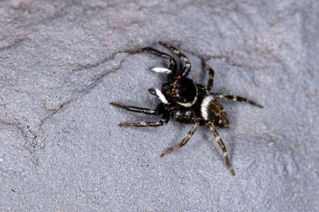 Adanson's House Jumping Spider of the species Hasarius adansoniの写真素材