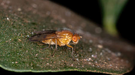 Lauxaniid Fly of the Family Lauxaniidaeの写真素材