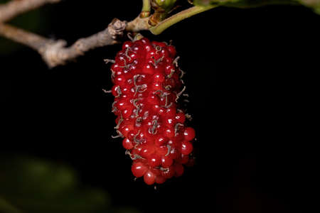 Mulberry of the genus Morus in macro viewの写真素材