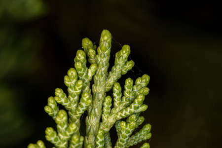 Conifer of the Family Cupressaceaeの写真素材