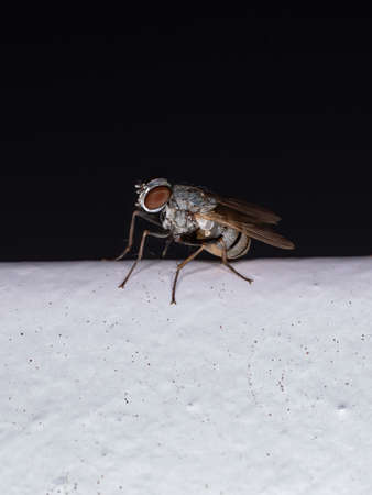 House Fly of the Tribe Coenosiiniの写真素材
