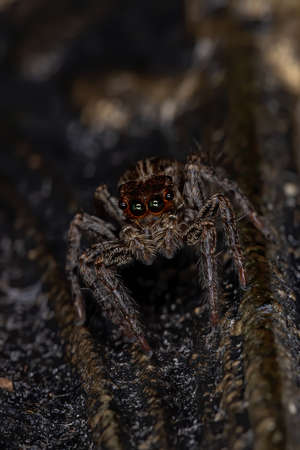 Jumping Spider of the species Plexippus paykulliの写真素材