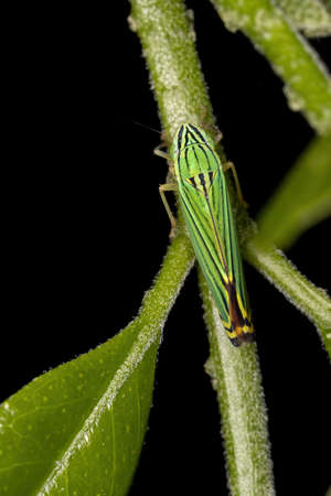 Green Sharpshooter of the Tribe Cicadelliniの写真素材
