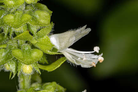 Sweet Basil Flower of the species Ocimum basilicumの写真素材