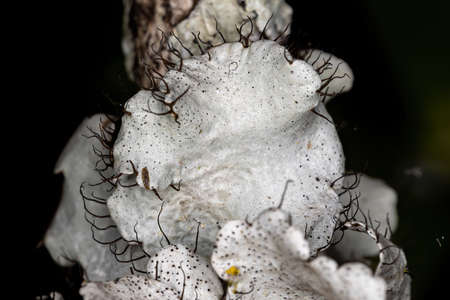 Ruffle Lichen of the Genus Parmotremaの写真素材