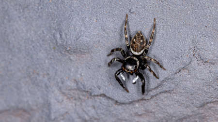 Adanson's House Jumping Spider of the species Hasarius adansoniの写真素材