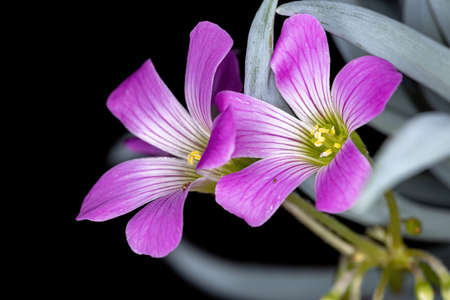 Largeflower Pink-Sorrel of the genus Oxalisの写真素材
