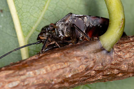 Stink bug of the Genus Antiteuchus with selective focus