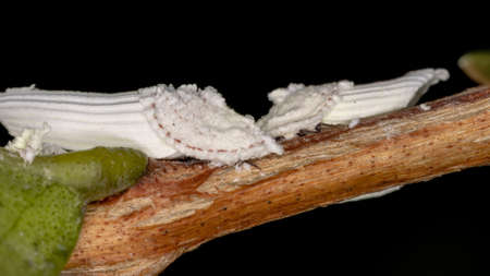 Scale Insects of the Superfamily Coccoideaの写真素材